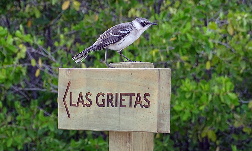 Spottdrossel auf SchIld "Las Grietas"