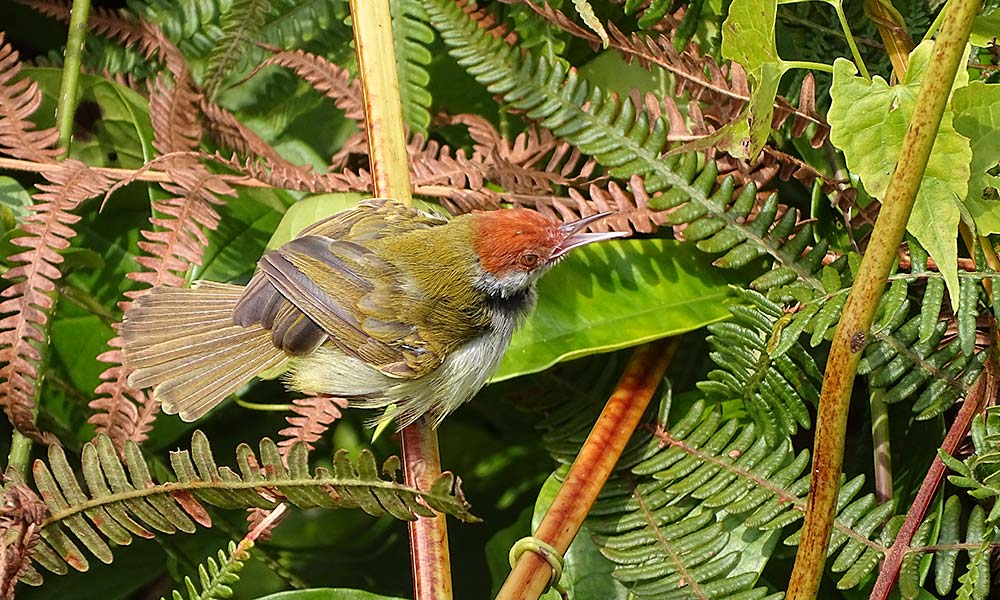 Vogel im Gebüsch