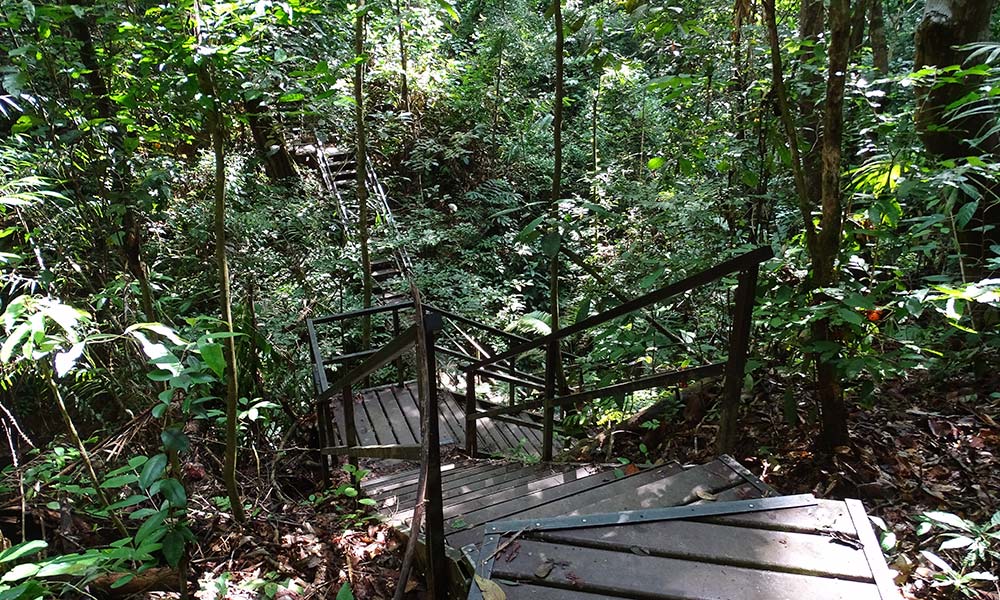 Treppen im Urwald