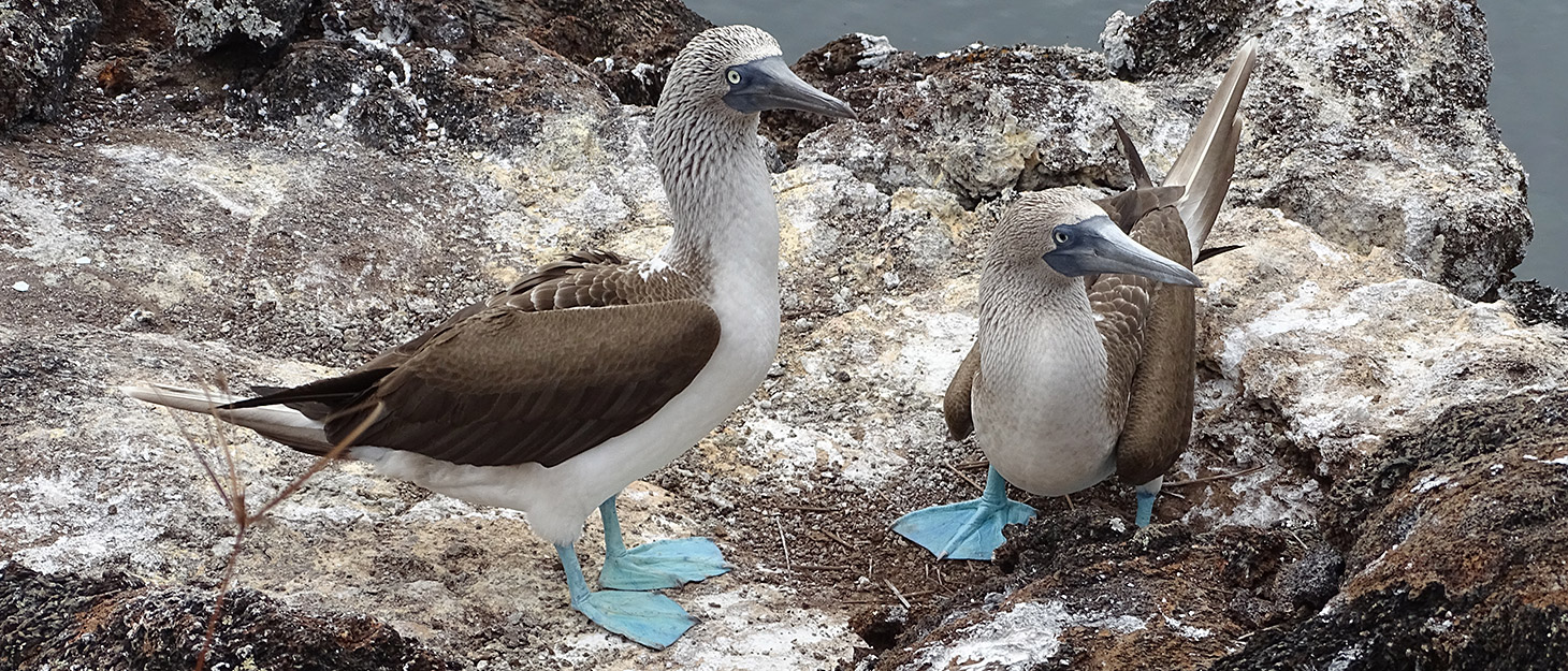blaufusstoelpel-galapagos Zwei Blaufußtölpel