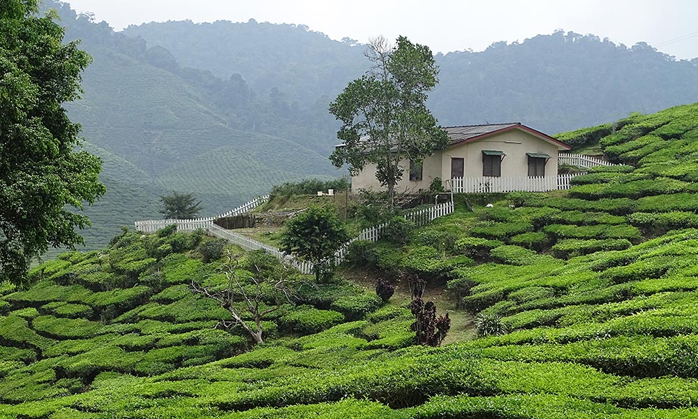 Haus auf Teefeldern in den Cameron Highlands