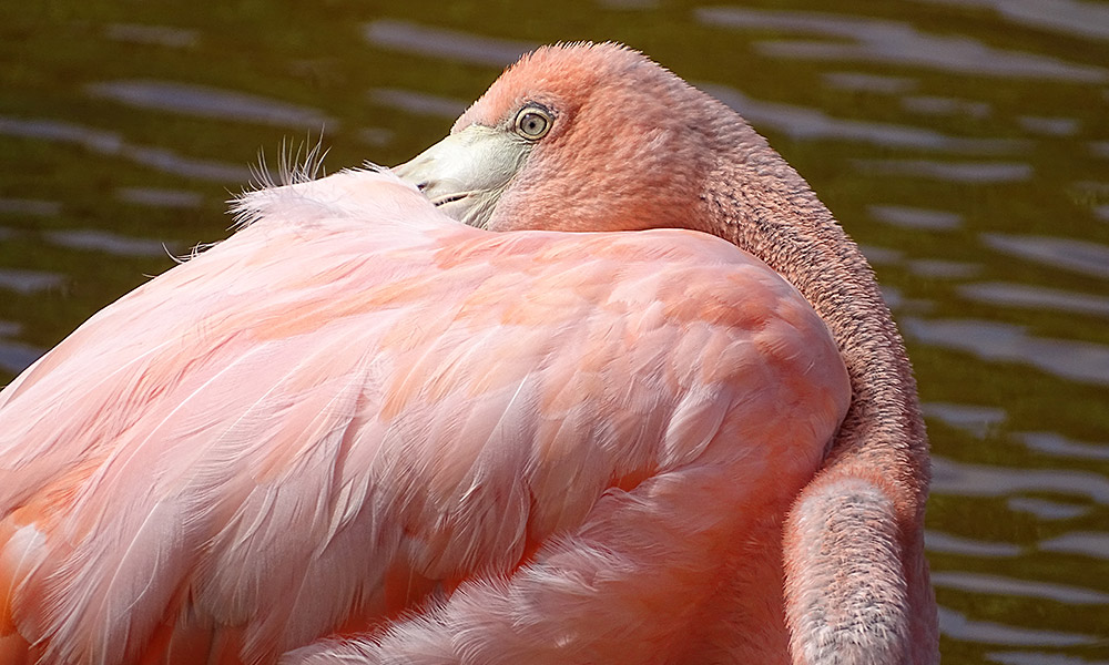 Flamingo steckt Kopf in Gefieder