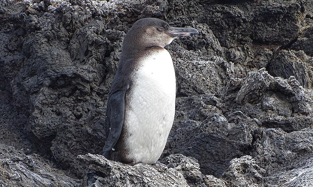 Pinguin am Felsen