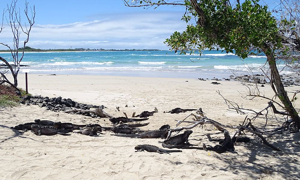 Strand mit Meerechsen