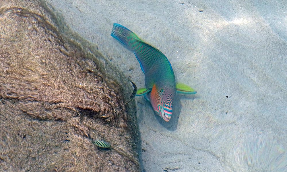 Bunter Fisch auf den Perhentian Islands