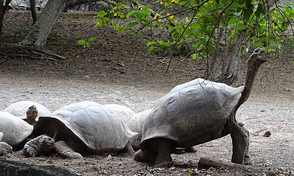 Schildkröte frisst Blätter vom Baum