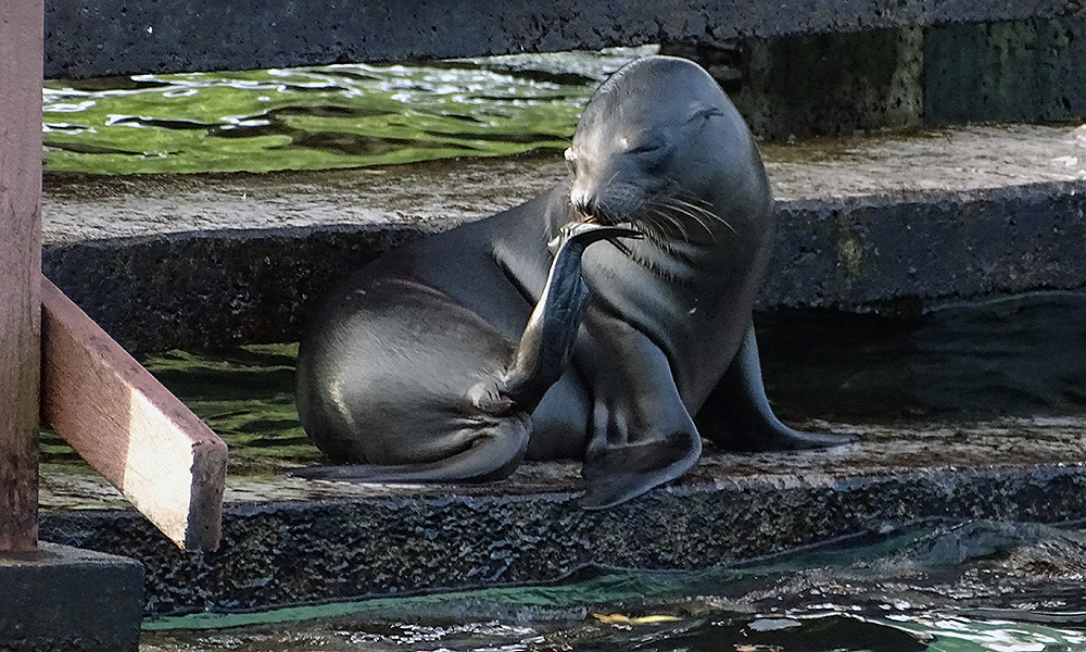 Seelöwe liegt auf Treppe