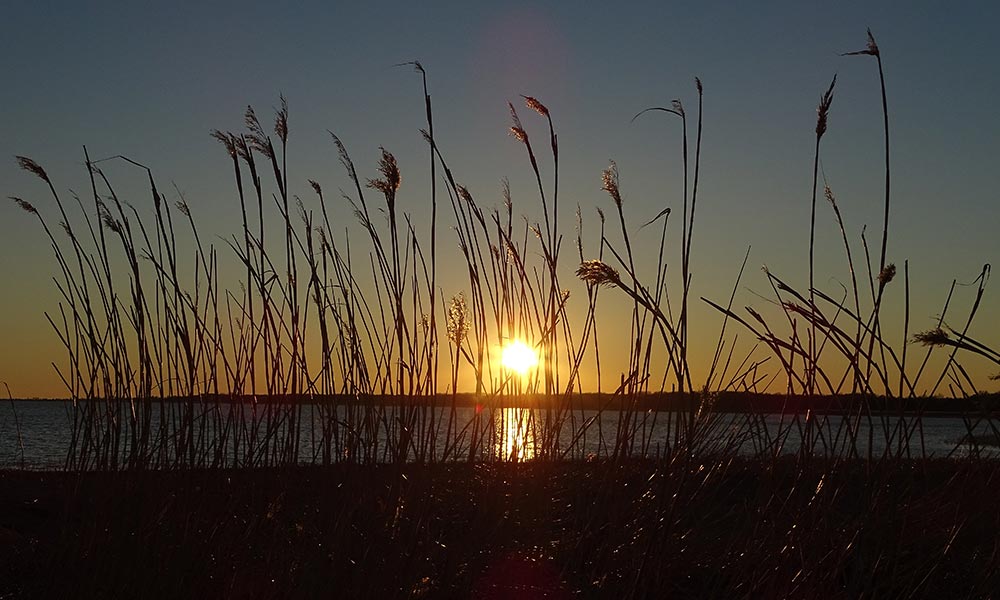 Sonnenuntergang hinter dem Schilf