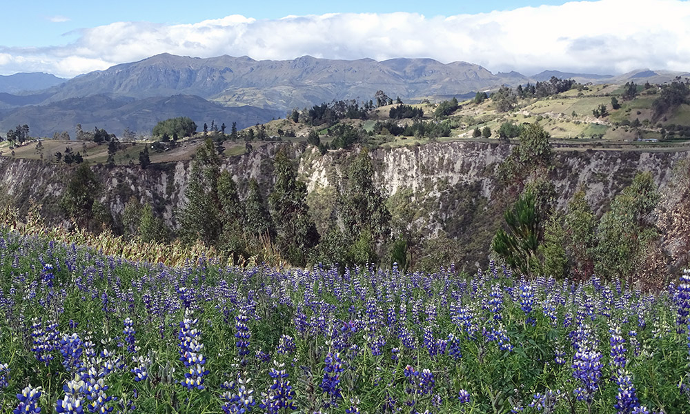 Berge mit Lupinen im Vordergrund