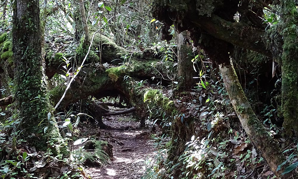 Mooswald in den Cameron Highlands