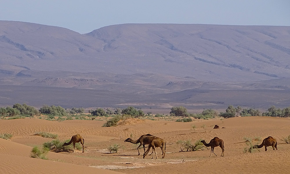 Dromedare in der Wüste 