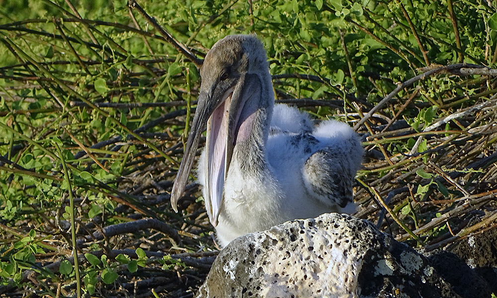 Flauschiger kleiner Pelikan