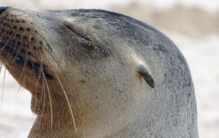 Seelöwe Nahaufnahme, San Cristobal