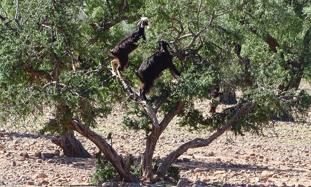 Ziegen klettern auf einem Baum