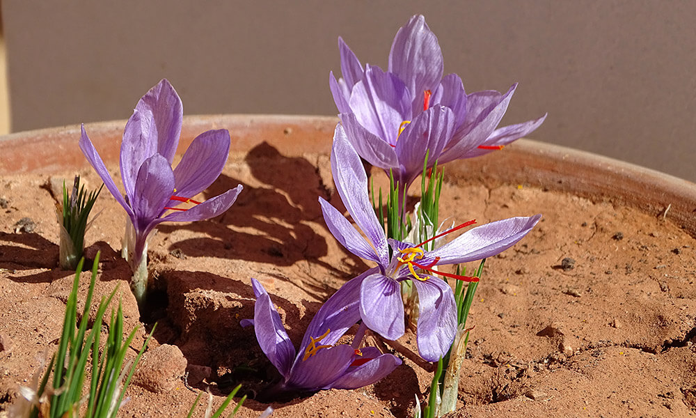 Lila Safranblüten