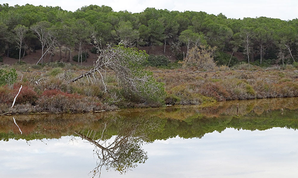 Baum spiegelt sich im Wasser eine Lagune