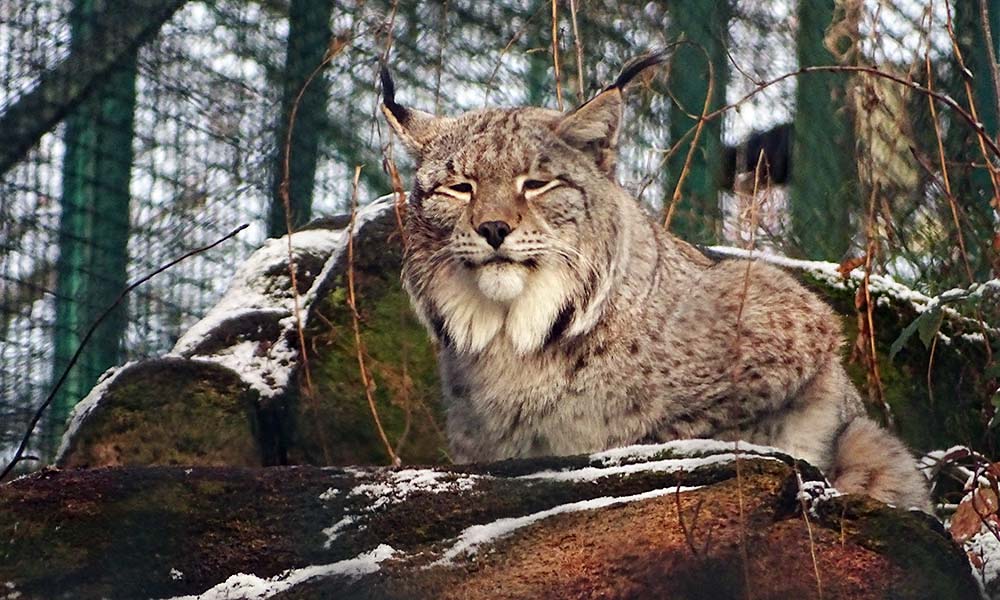 Luchs im Harzer Luchsgehege