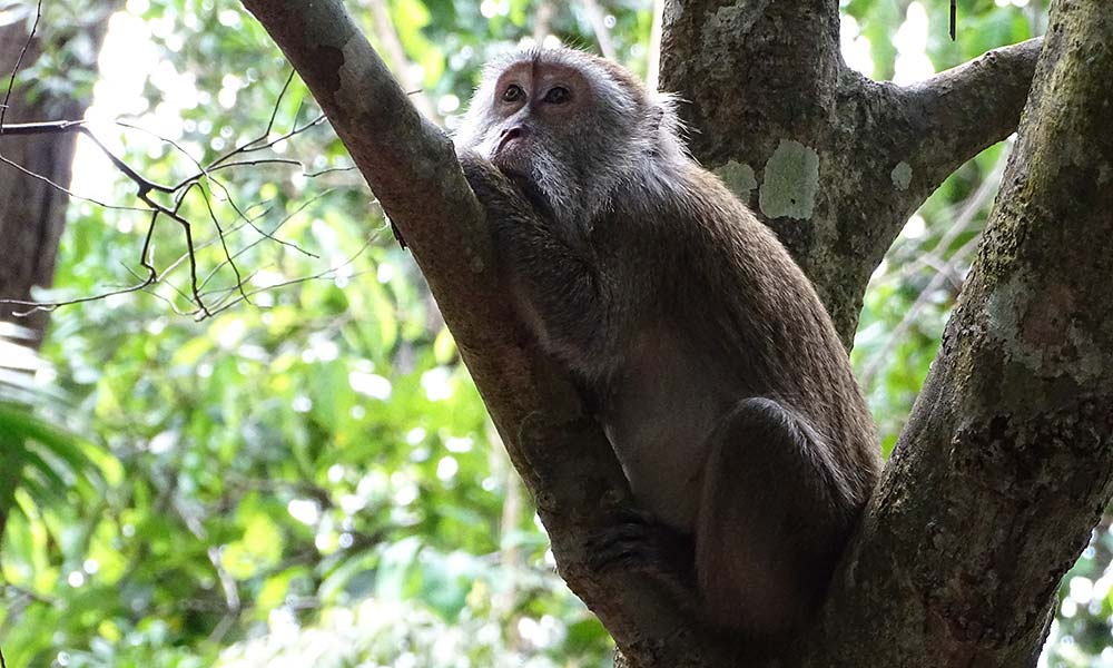 Affe liegt im Baum