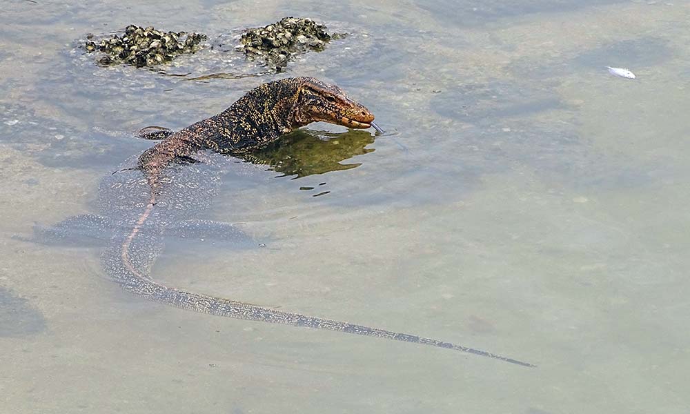 Waran am Wasser