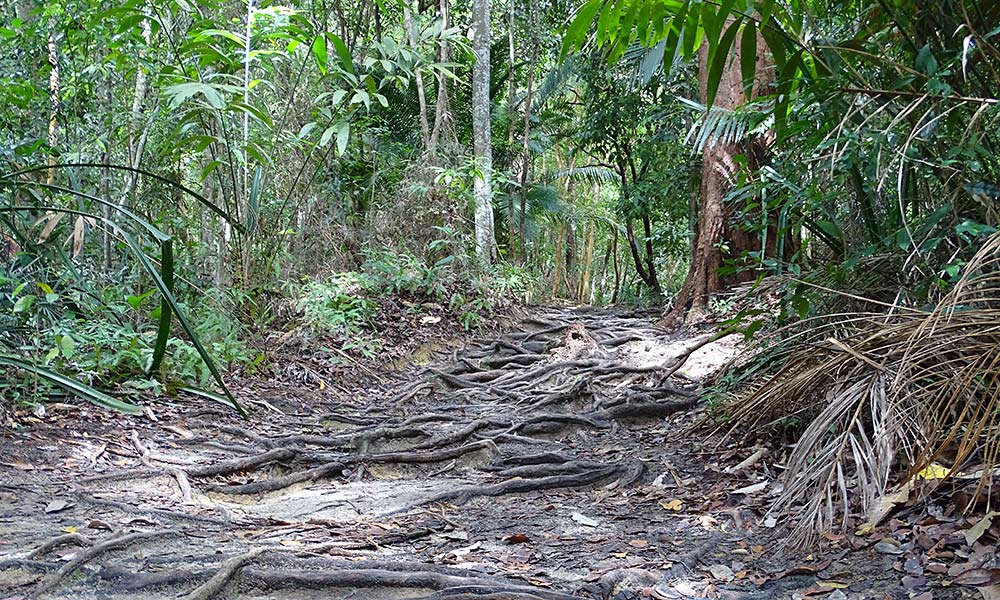 Weg mit vielen Wurzeln im Penang Nationalpark.