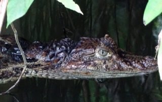 Kaiman im Burgers Zoo in Arnheim