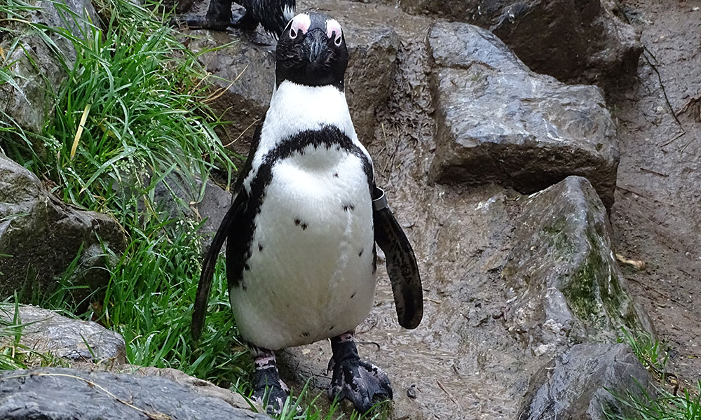 Pinguin im Zoo