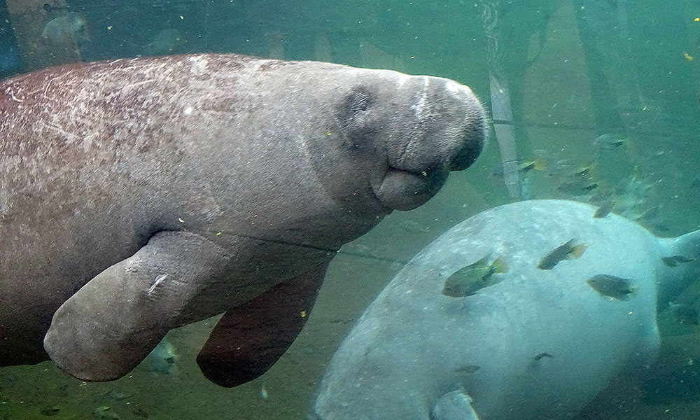 Seekühe im Burgers Zoo