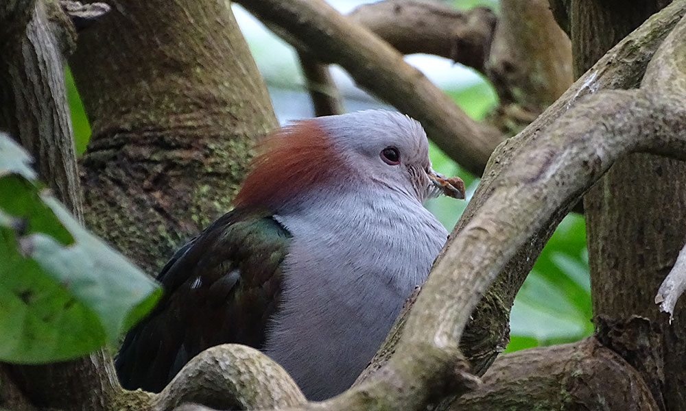 Grauer Vogel mit rotem Schopf