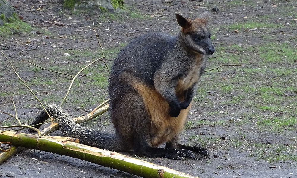 Wallaby im Burgers Zoo