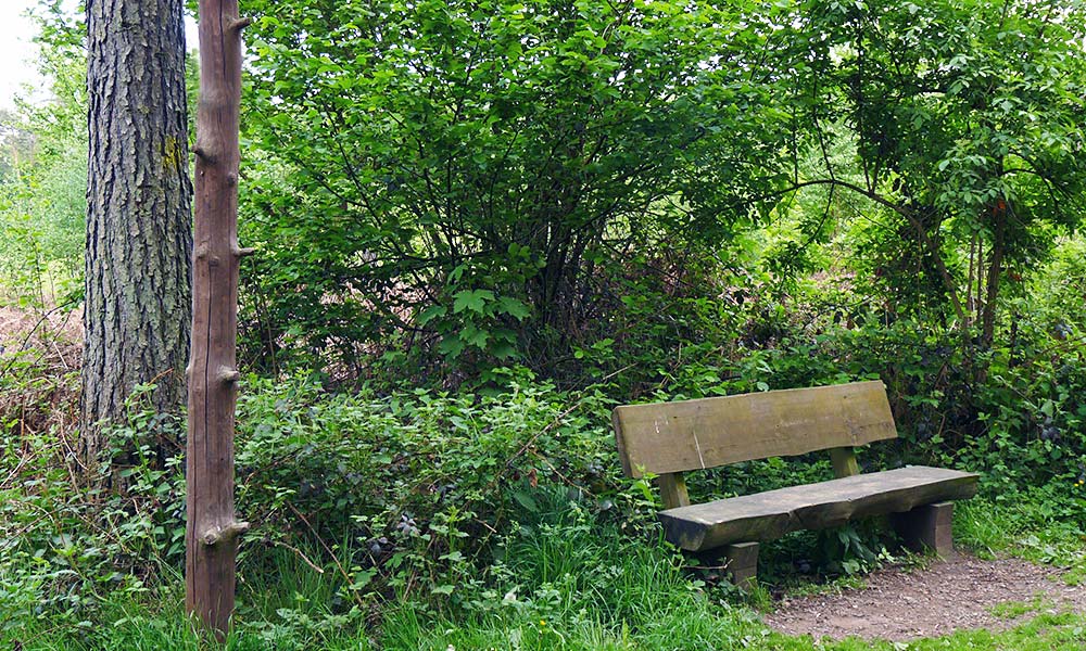 Bank im Wald am Wegesrand