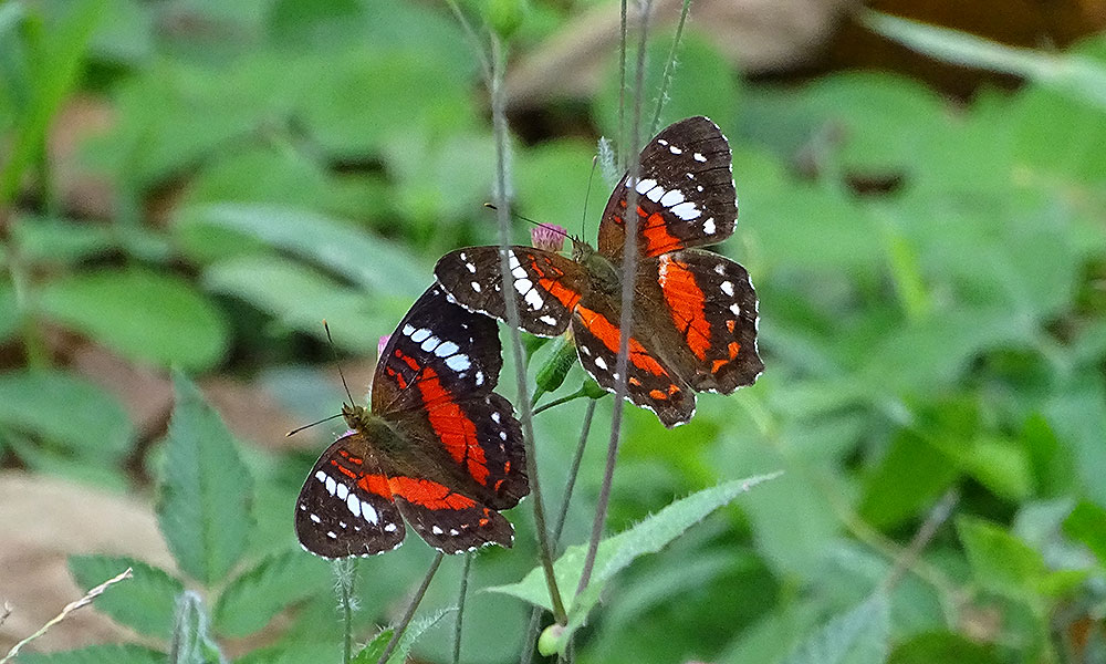 Zwei rote Schmetterlinge