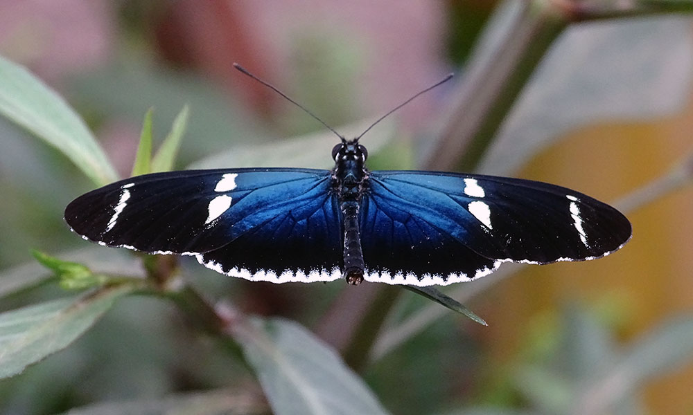 Blau-schwarzer Schmetterling
