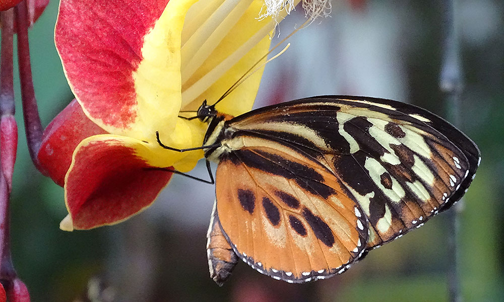 Orangefarbener Schmetterling