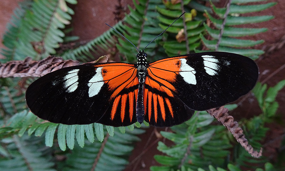 Rot-schwarzer Schmetterling