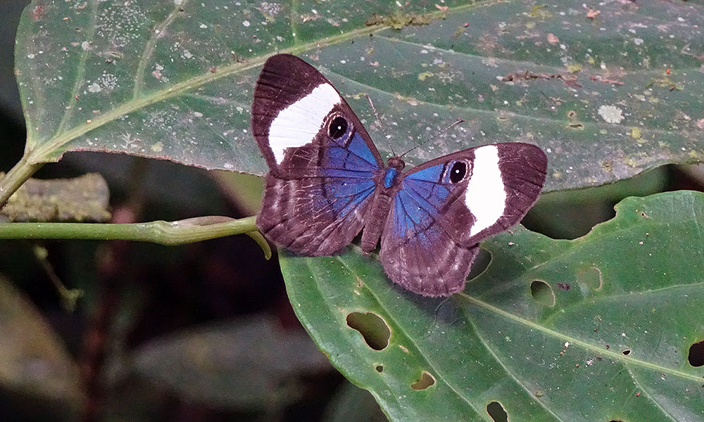 Blau-brauner Schmetterling