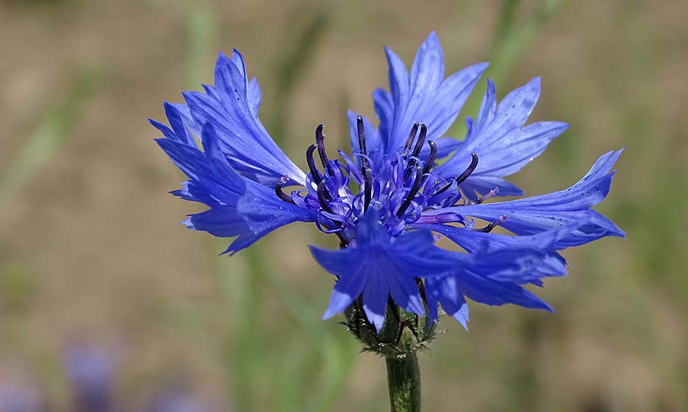 Kornblume