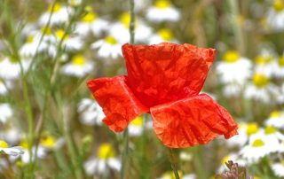 Mohn im Margeritenfeld