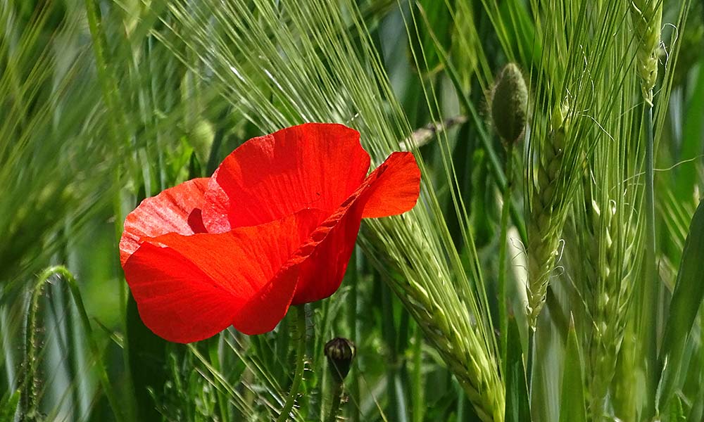 Mohn im Weizenfeld