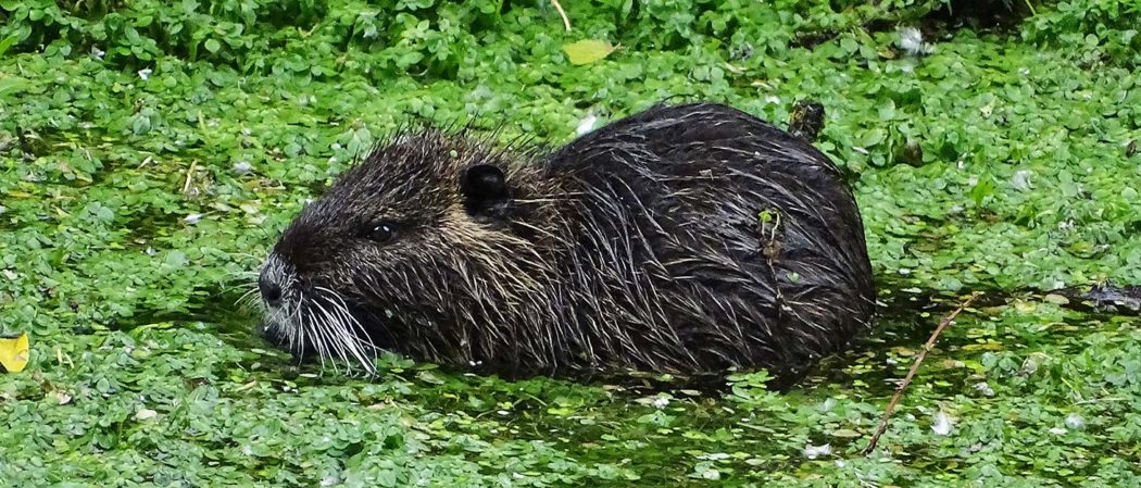 Nutria im Wasser