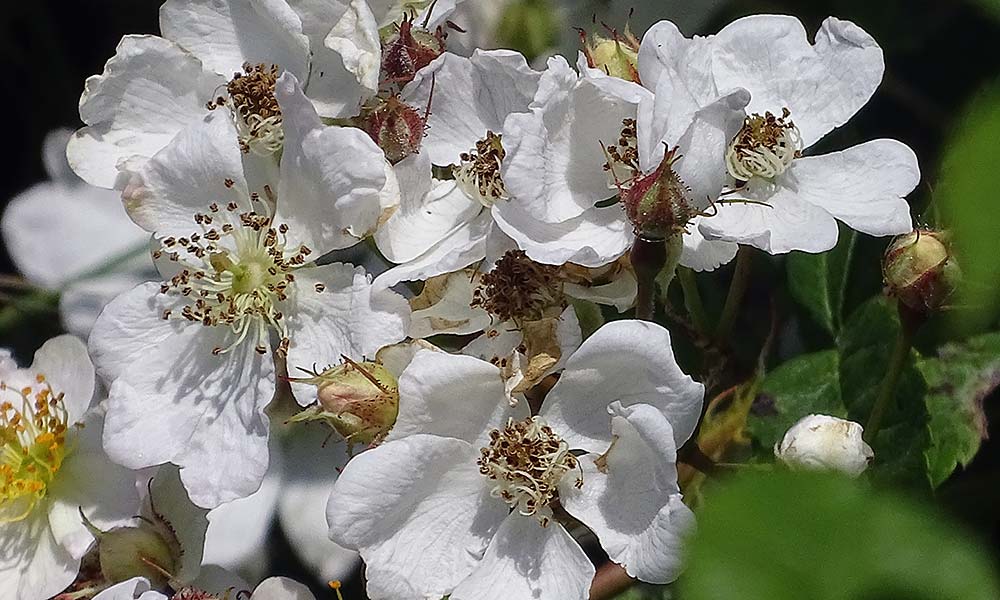 Weiße Blüte