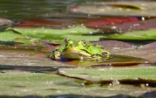 Frosch im Teich in der Drover Heide