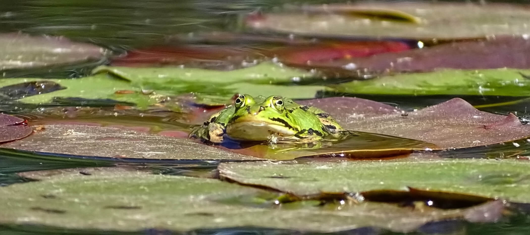 Frosch im Teich in der Drover Heide