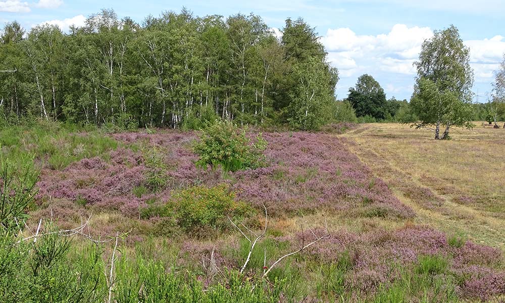 Blick über die Landschaft der Drover Heide mit Heidekraut