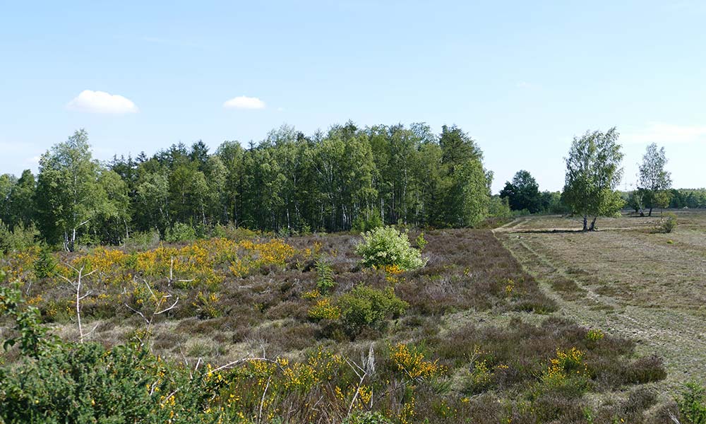 Blick in die Heidelandschaft