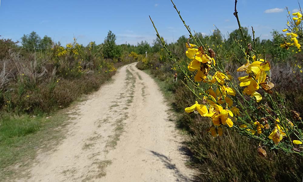 Weg durch die Heide