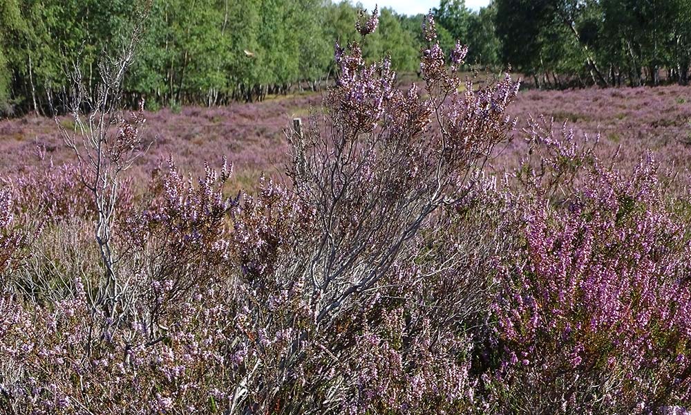 Heidekraut in der Drover Heide