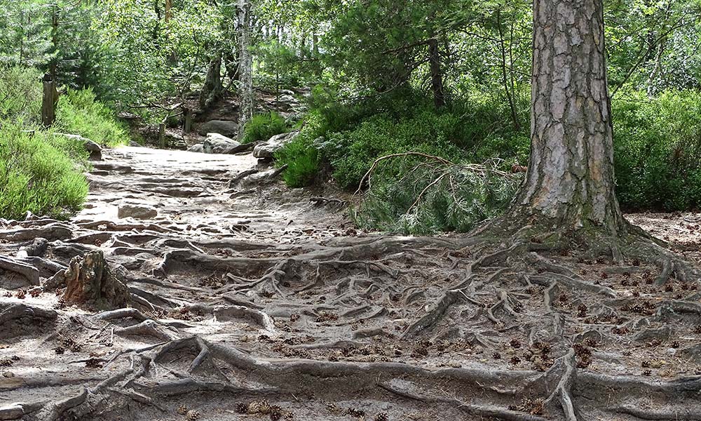 Wurzeln am Wanderweg