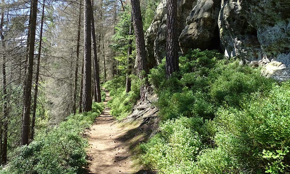 Wanderweg im Wald