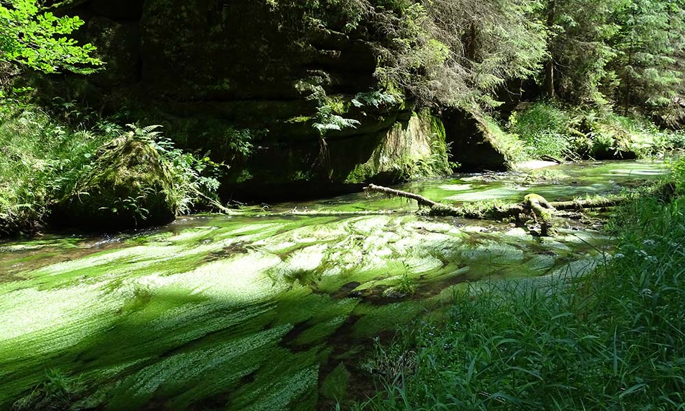 Gras im im Wasser