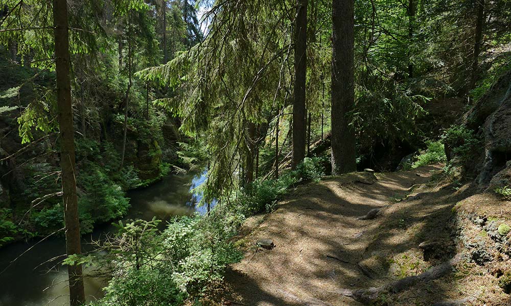 Wanderweg durch Wald über dem Fluss